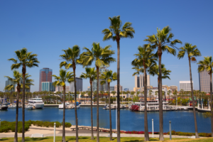 Long Beach, CA Bay with Palm Trees